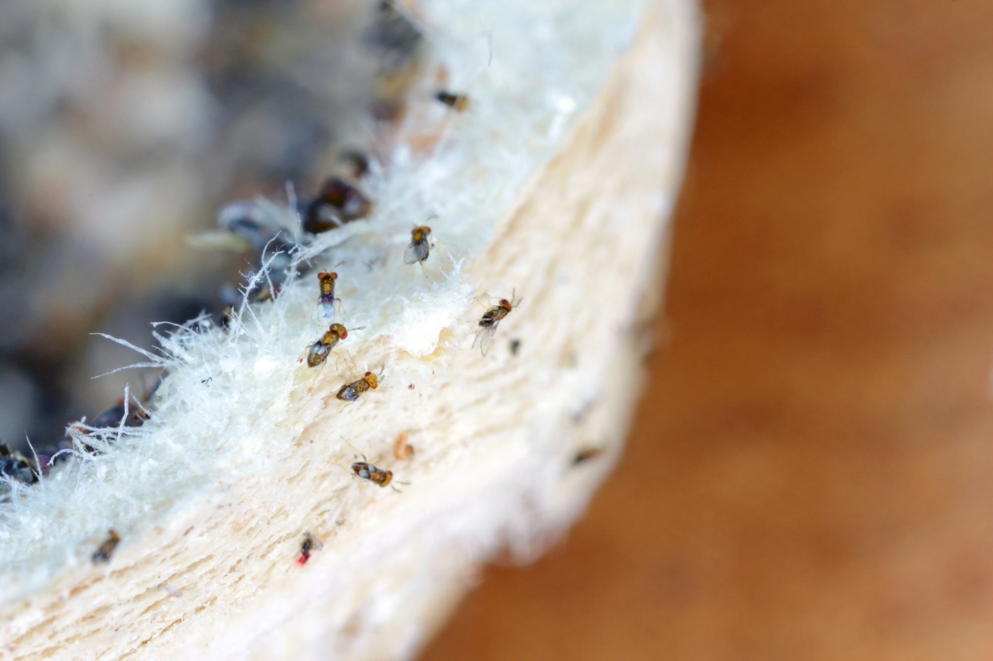 Clothes Moth Egg Killer Sachet (Trichogramma Parasitic Wasps, As Seen On TV!) - Ready To Use, Simply Place In Wardrobes & Other Infestation Hotspots