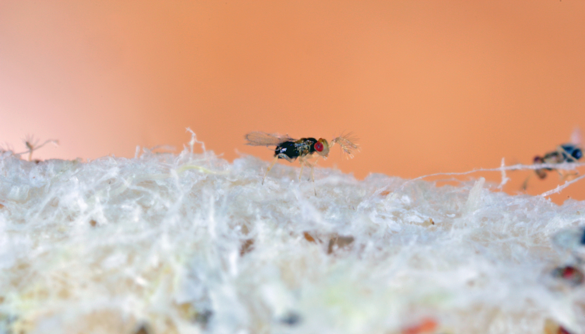 Clothes Moth Egg Killer Sachet (Trichogramma Parasitic Wasps, As Seen On TV!) - Ready To Use, Simply Place In Wardrobes & Other Infestation Hotspots