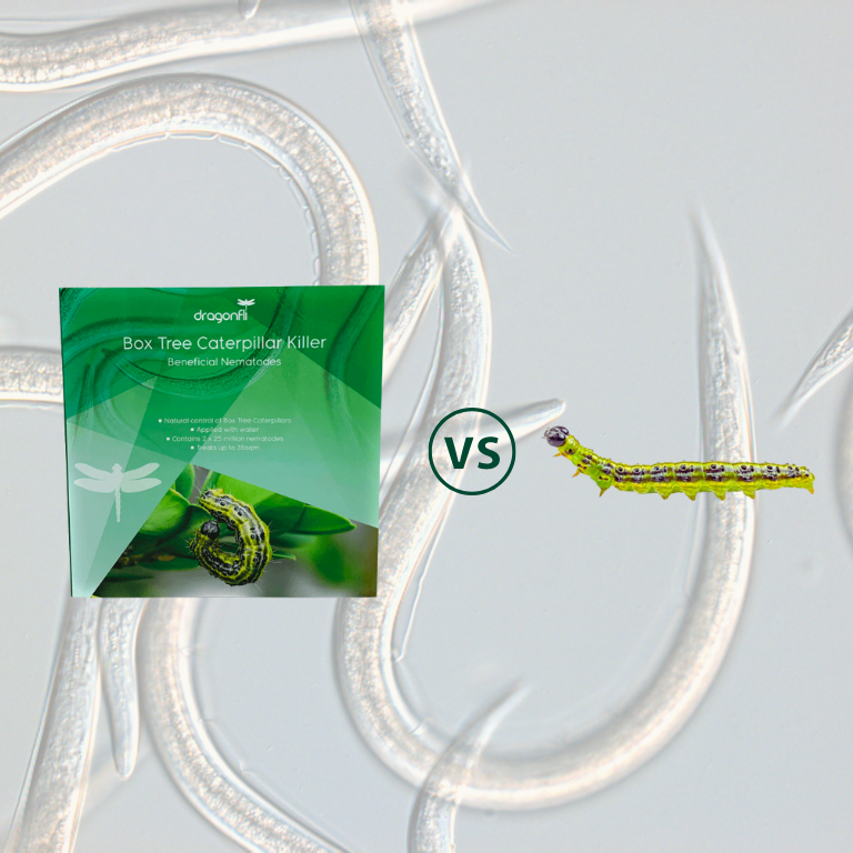 Box Tree Caterpillar Killer Nematodes