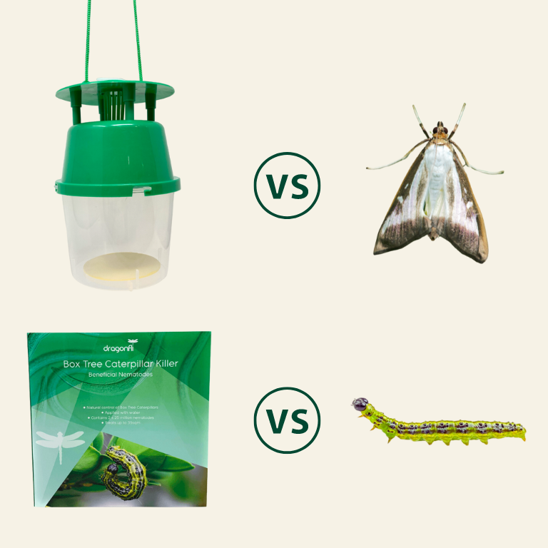 Box Tree Insecticide Box Tree Caterpillar Nematodes & Box Tree Moth Trap Bundle - Dragonfli