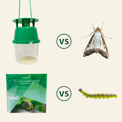 Box Tree Caterpillar Nematodes & Box Tree Moth Trap Bundle