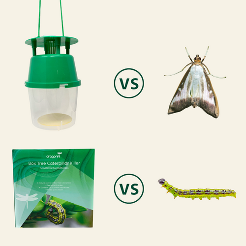 Box Tree Caterpillar Nematodes & Box Tree Moth Trap Bundle