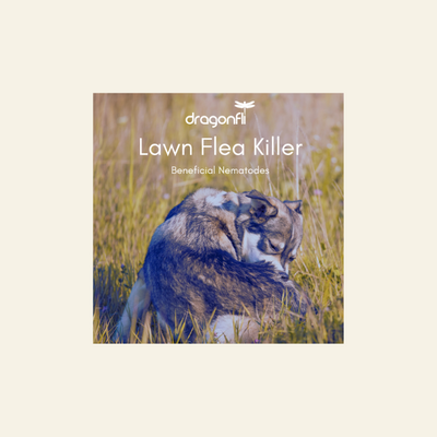 Lawn Flea Killer Nematodes