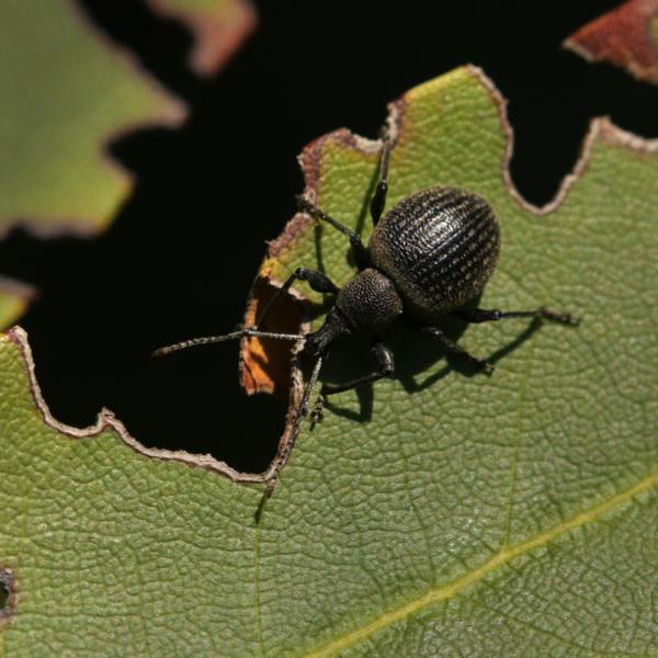 Small Garden Vine Weevil Killer Nematodes