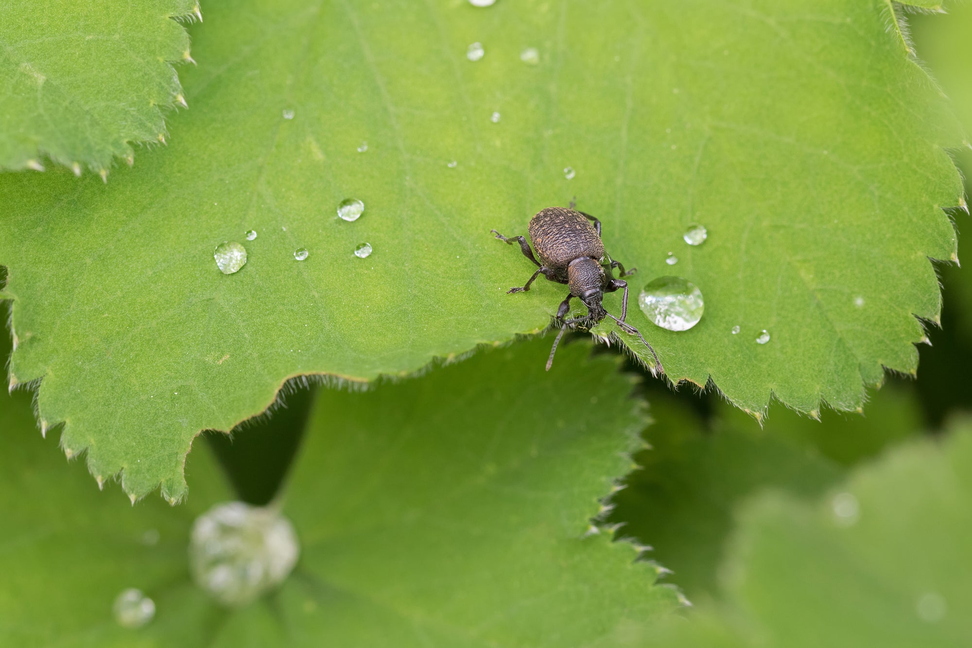 Small Garden Vine Weevil Killer Nematodes - Dragonfli