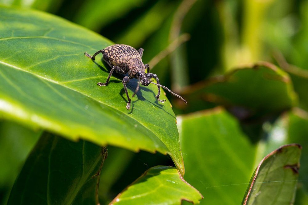 Small Garden Vine Weevil Killer Nematodes