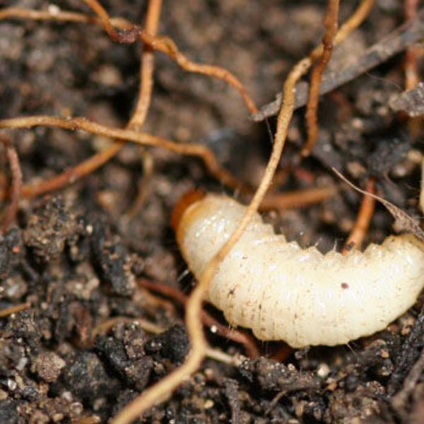 Small Garden Vine Weevil Killer Nematodes