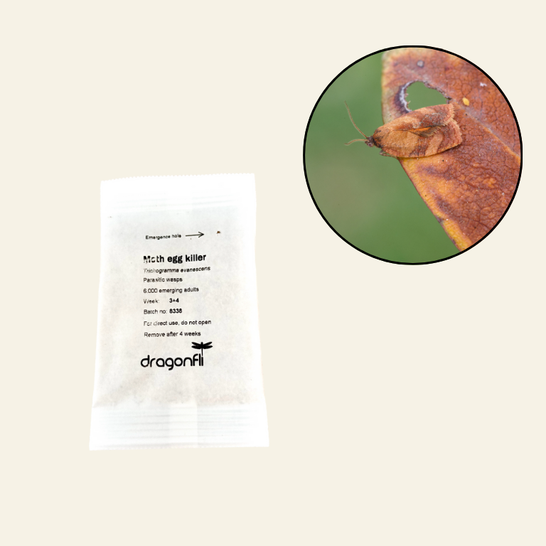 Carnation Tortrix Moth Egg Killer Sachet - Trichogramma Parasitic Wasps