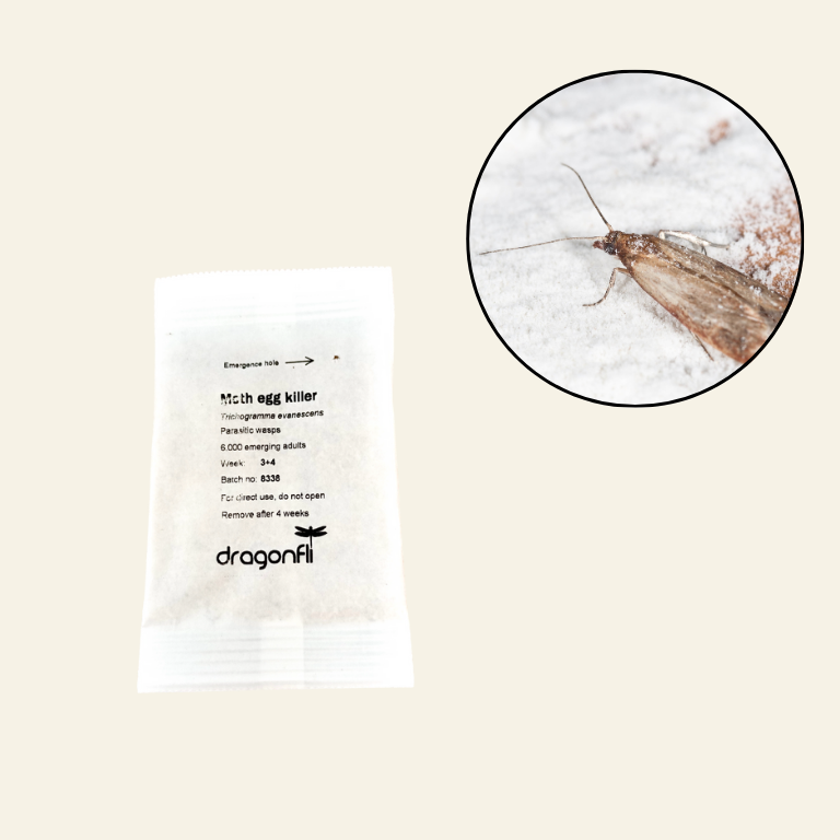 Pantry Moth Egg Killer Sachet - Trichogramma Parasitic Wasps