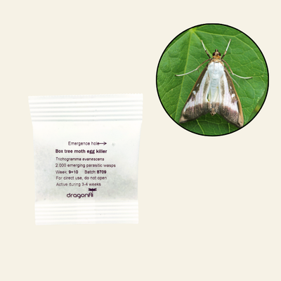 Box Tree Moth Egg Killer Sachets (Trichogramma evanescens) - Ready To Use, Simply Place In Box Hedging