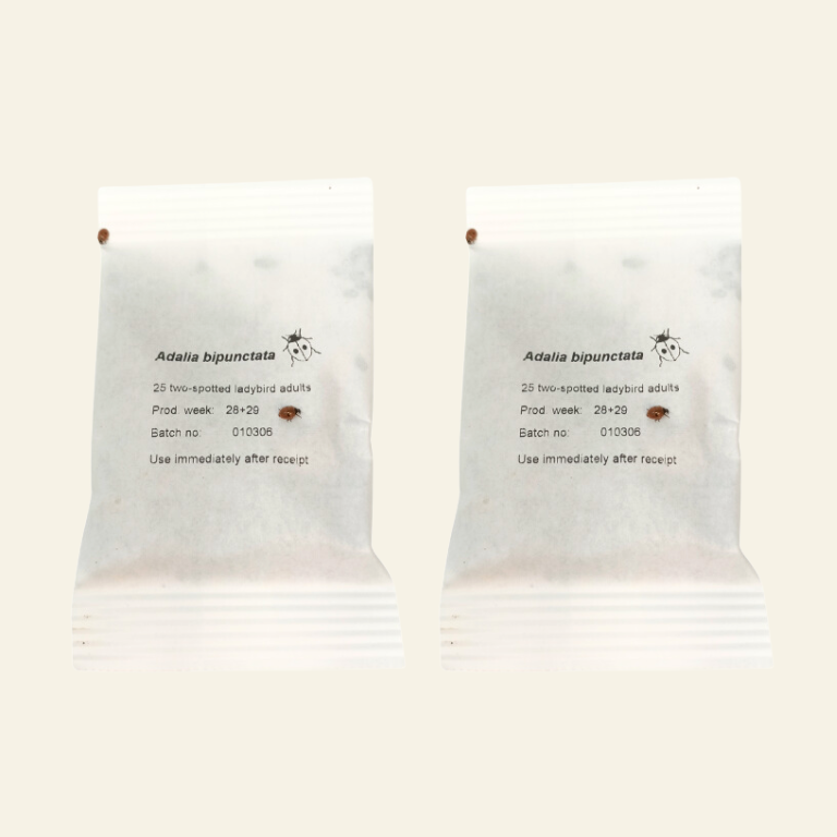 Ladybird Pupae - Adalia bipunctata