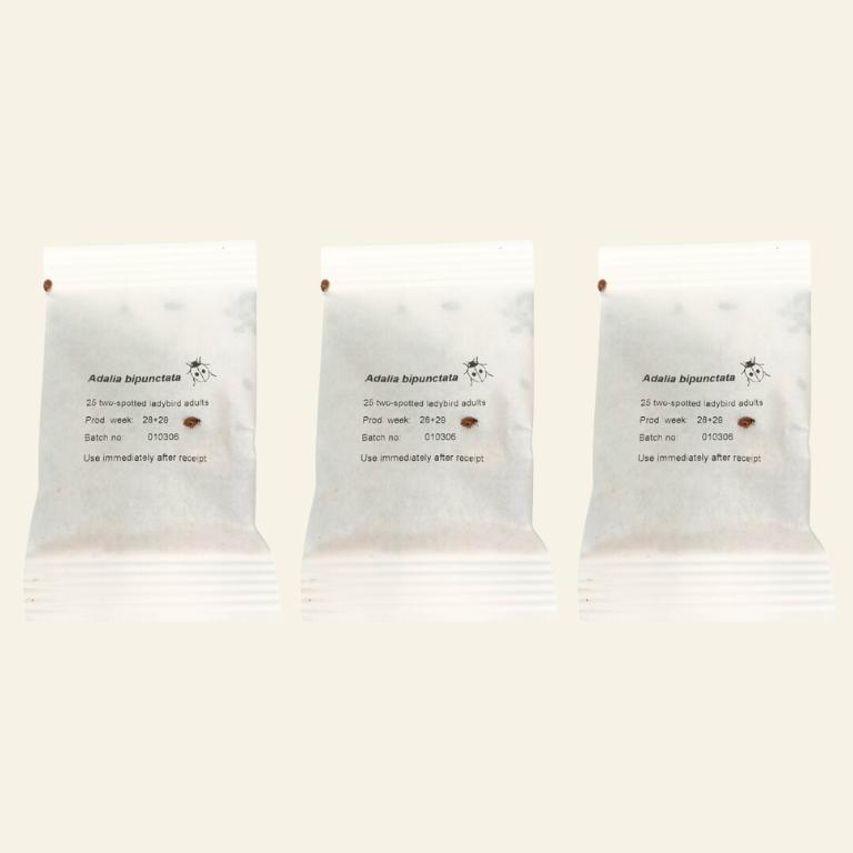 Ladybird Pupae - Adalia bipunctata