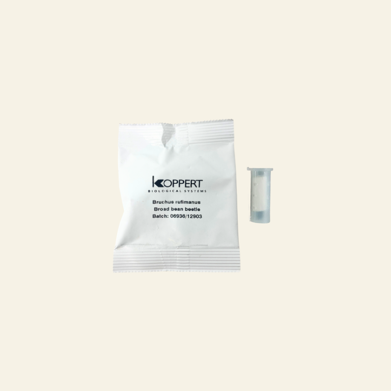 Bruchid Beetle Attractant Lure