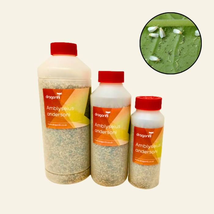 Whitefly Biological Control - Products to Naturally Kill Whitefly ...