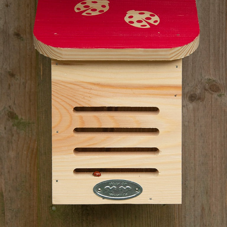 Dragonfli Live Ladybird Lodge