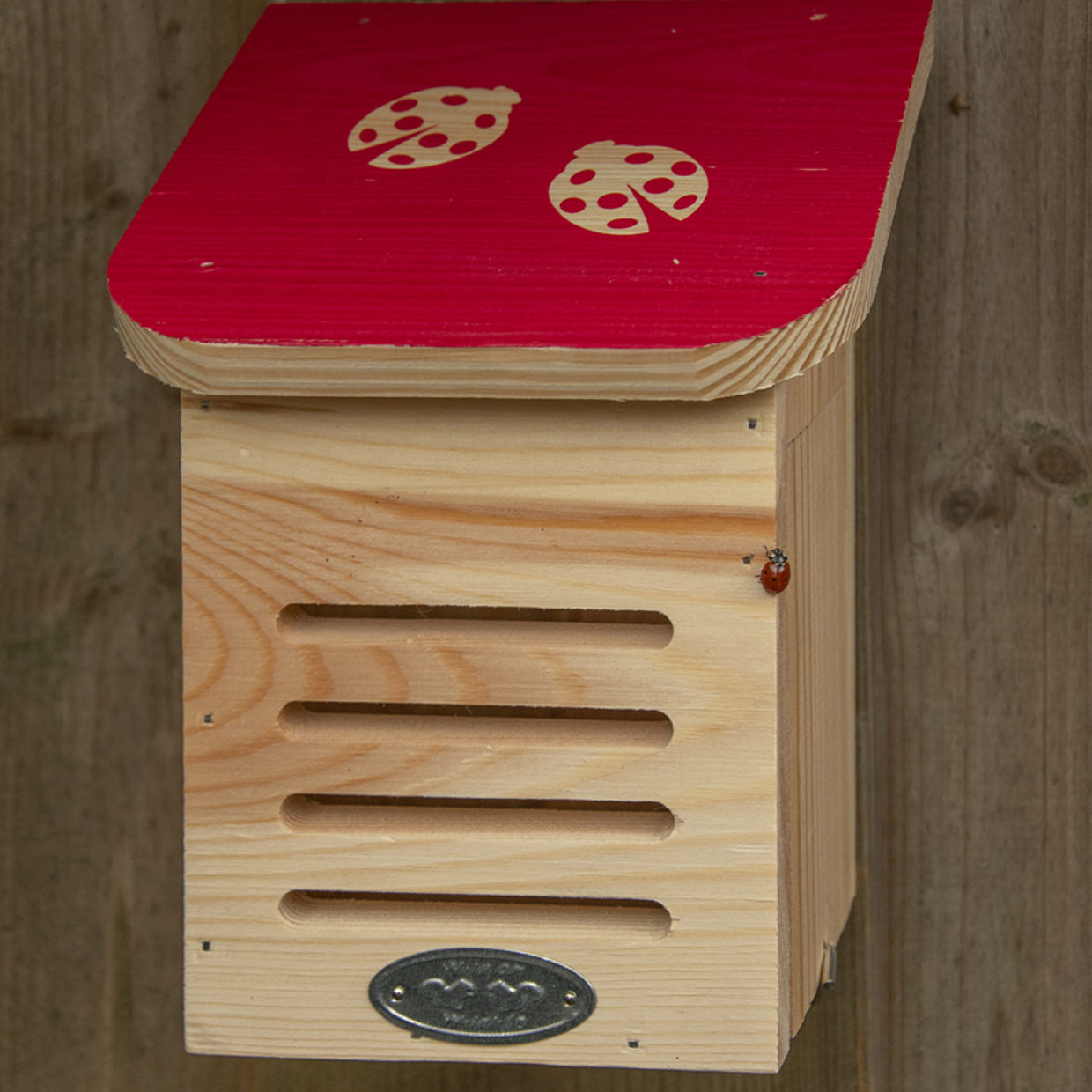 Dragonfli Live Ladybird Lodge