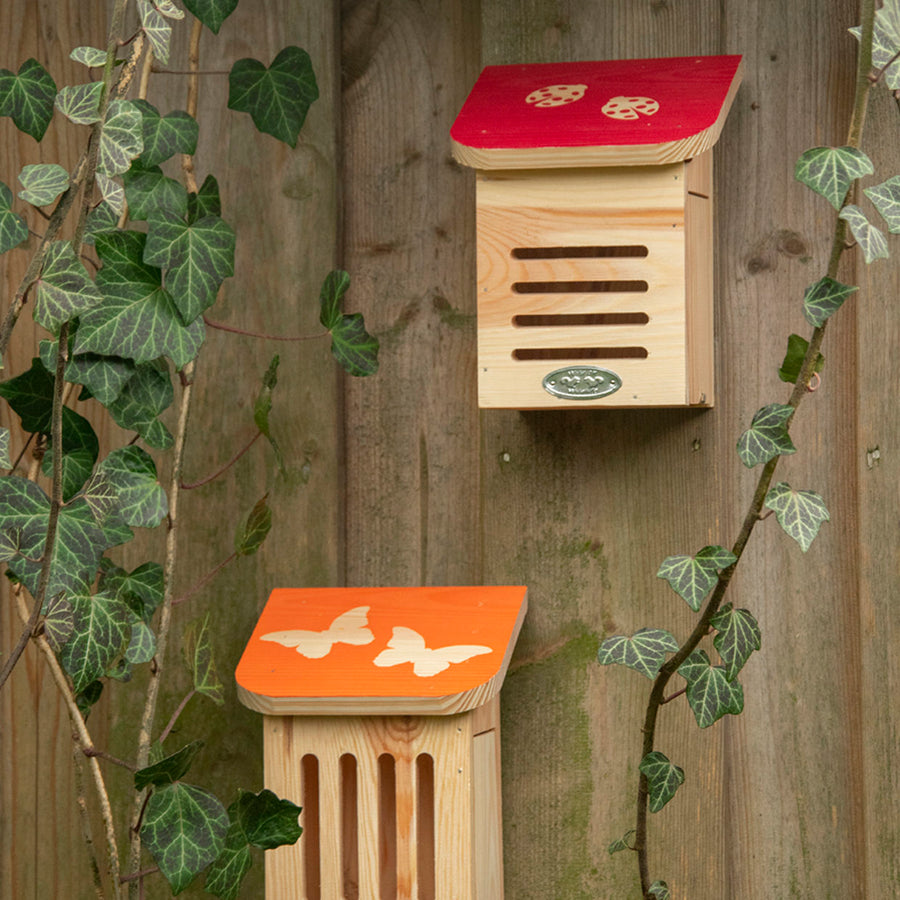 Dragonfli Live Ladybird Lodge