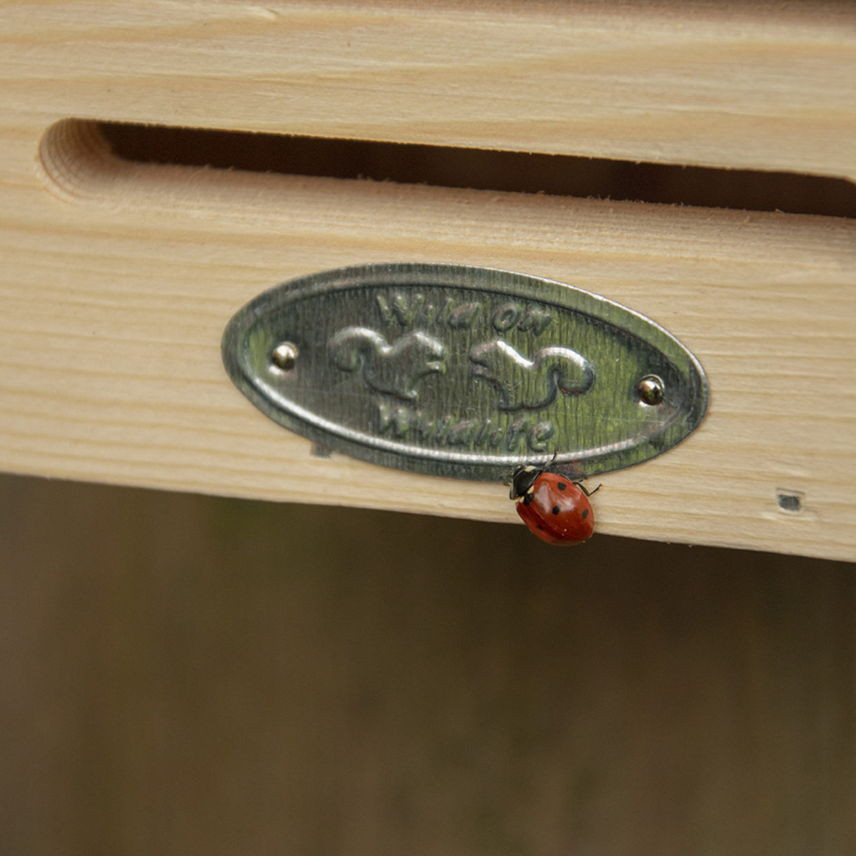 Dragonfli Live Ladybird Lodge