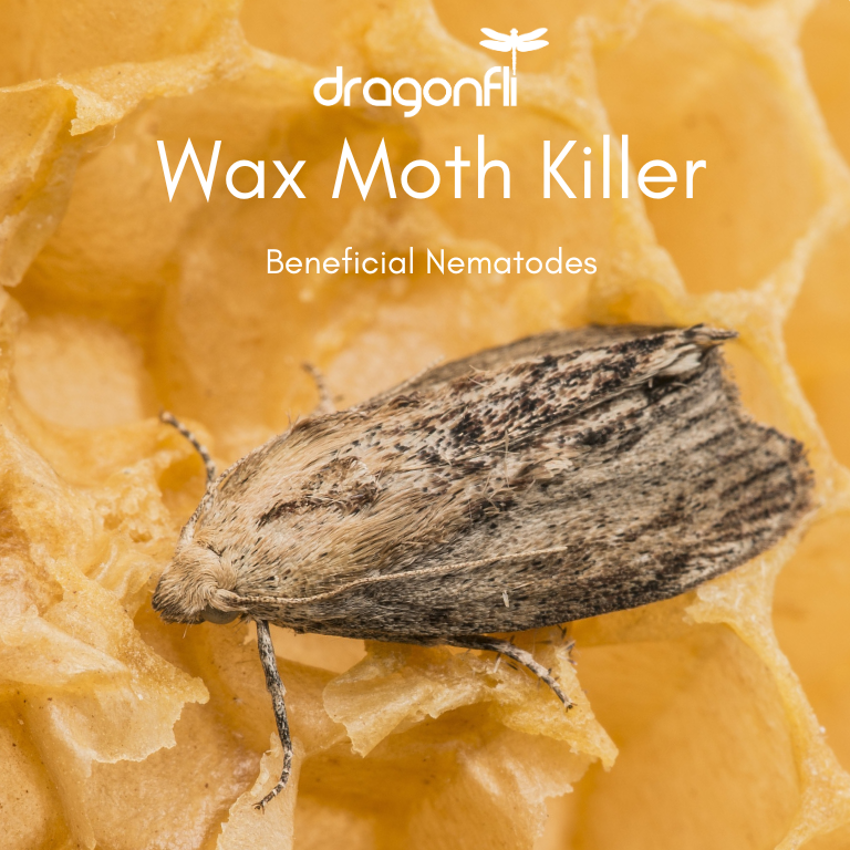 Wax Moth Killer Nematodes