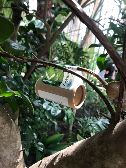 Aphiscout Aphid Killer - Parasitic Wasp Mix