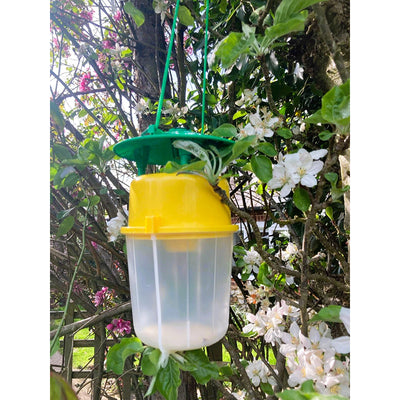 Pea Moth Pheromone Trap