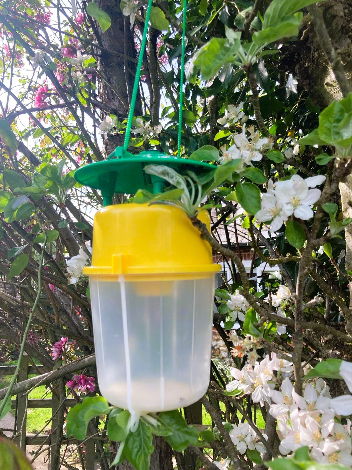 Sticky Circle Pad Replacements For Pheromone Traps (Pack Of 5)