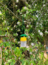 Codling Moth Pheromone Trap