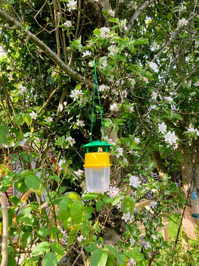 Plum Fruit Moth Pheromone Trap