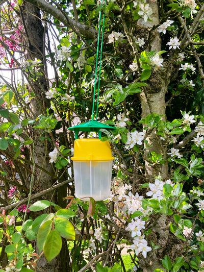 Codling Moth Pheromone Trap