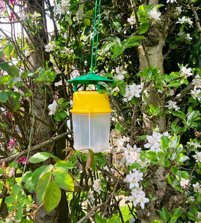 Plum Fruit Moth Pheromone Trap