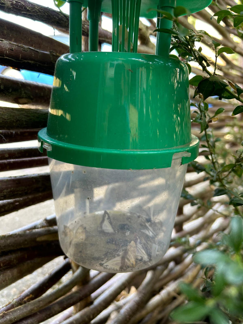 Box Tree Caterpillar Moth Pheromone Trap 15 99 Includes 2 Lures box-tree-caterpillar-moth-pheromone-trap-15-99-includes-2-lures