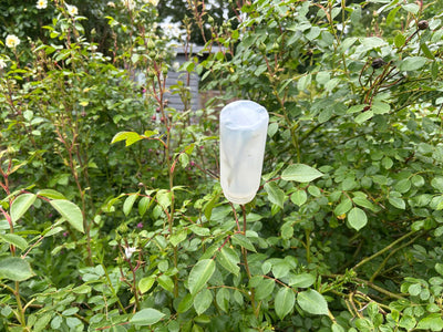 Hoverfly Larvae - Sphaerophoria rueppellii