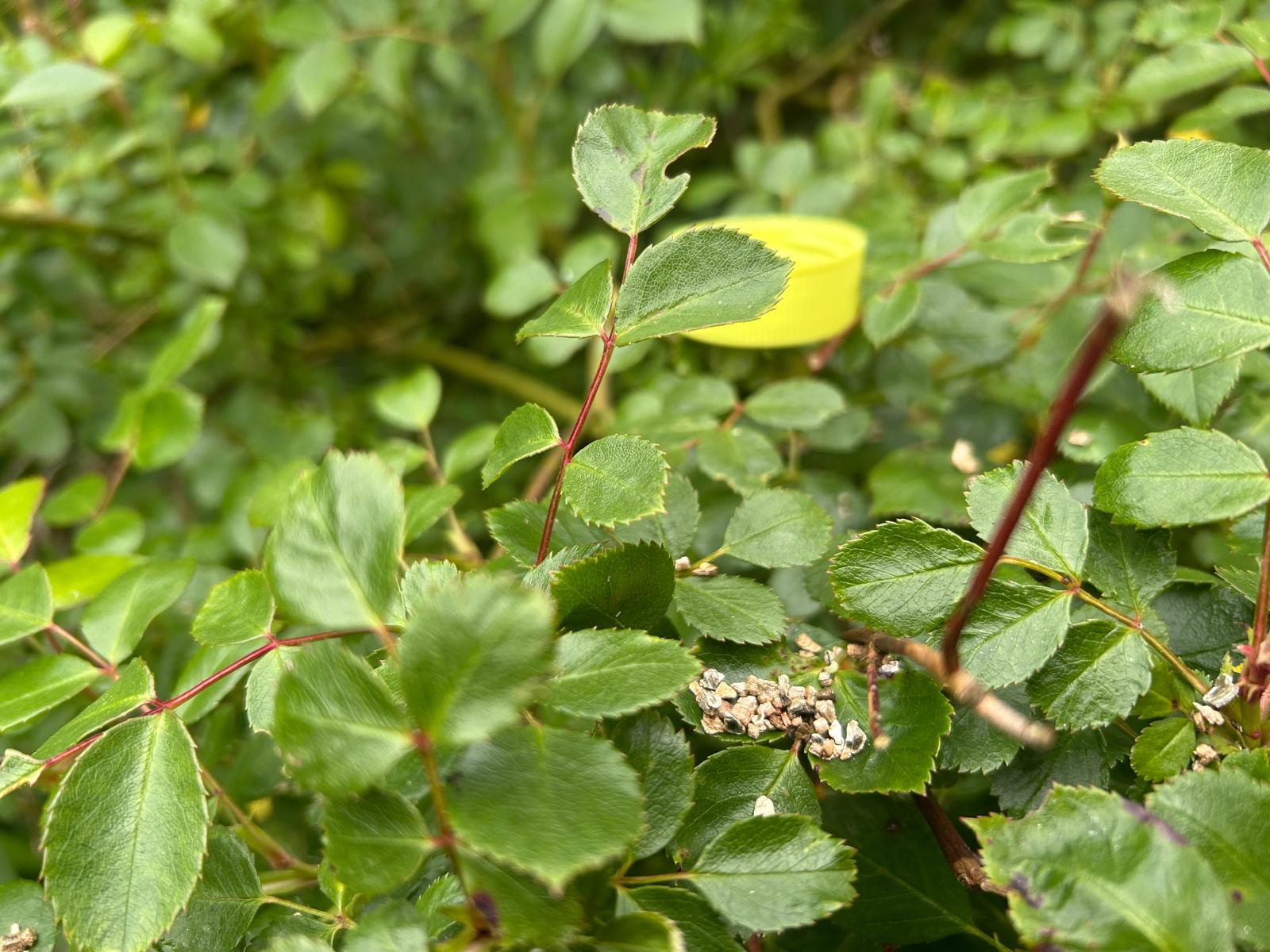 Hoverfly Larvae - Sphaerophoria rueppellii
