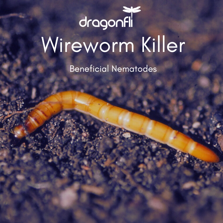 Wireworm Killer Nematodes