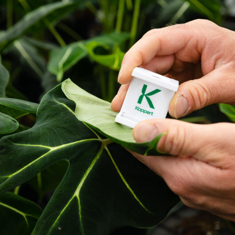 Spider Mite Control Bundle: Californicus, Phytoseiulus, Distribution Boxes & A Free Hand Lens