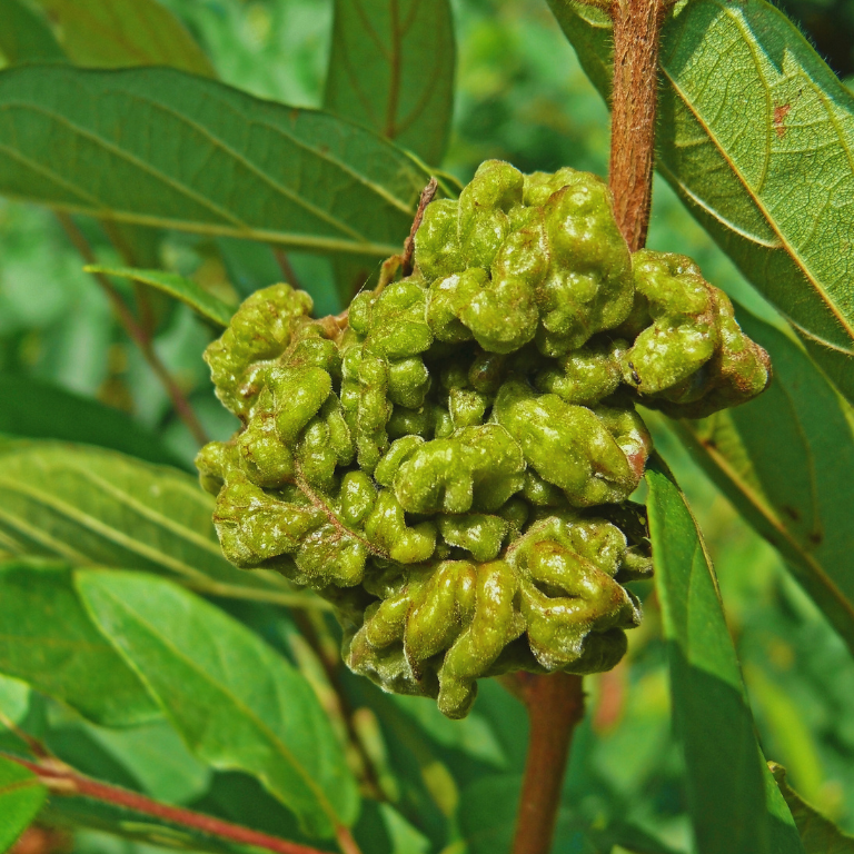 Fuchsia Gall Mite Killer - Amblyseius andersoni