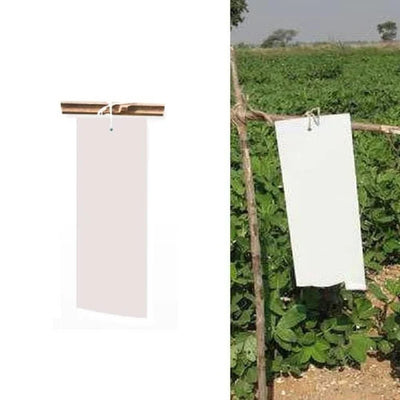 White Dry Stick Insect Traps 10x25cm (Pack of 10)