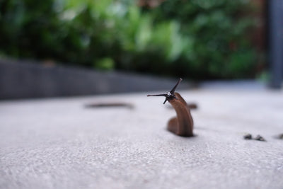 Slug Killer Nematodes - Phasmarhabditis sp.