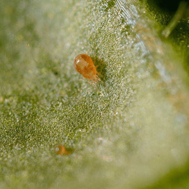 Spider Mite Control Bundle: Californicus, Phytoseiulus, Distribution Boxes & A Free Hand Lens