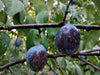 Plum Fruit Moth Pheromone Trap