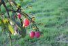 Fruit Tree Mite Killer - Amblyseius andersoni