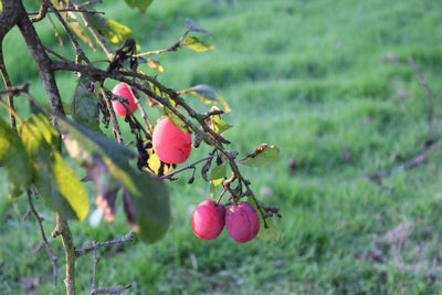 Fruit Tree Mite Killer - Amblyseius andersoni