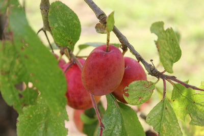 Fruit Tree Mite Killer - Amblyseius andersoni