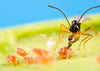 Aphiscout Aphid Killer - Parasitic Wasp Mix