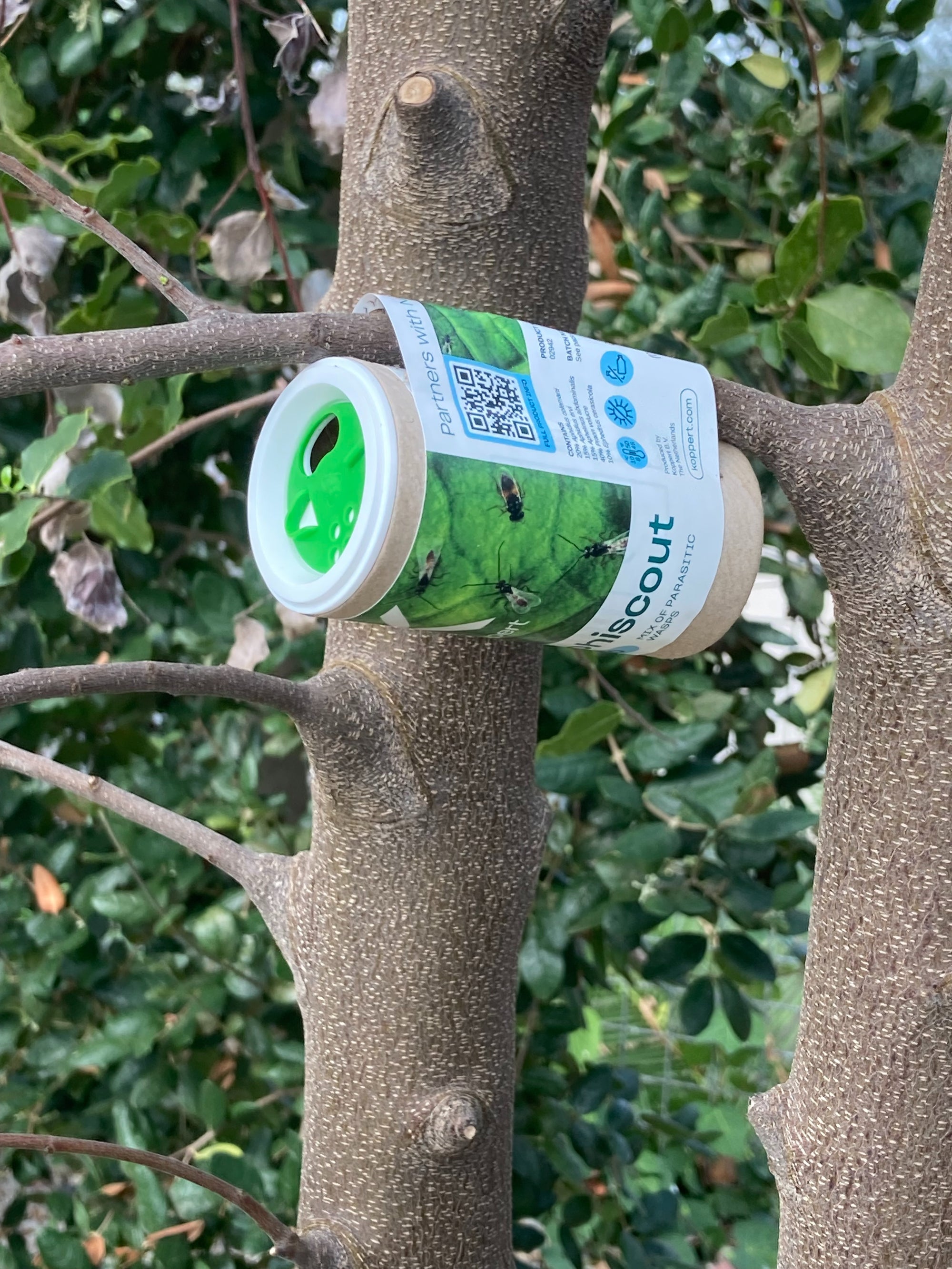 Aphiscout Aphid Killer - Parasitic Wasp Mix