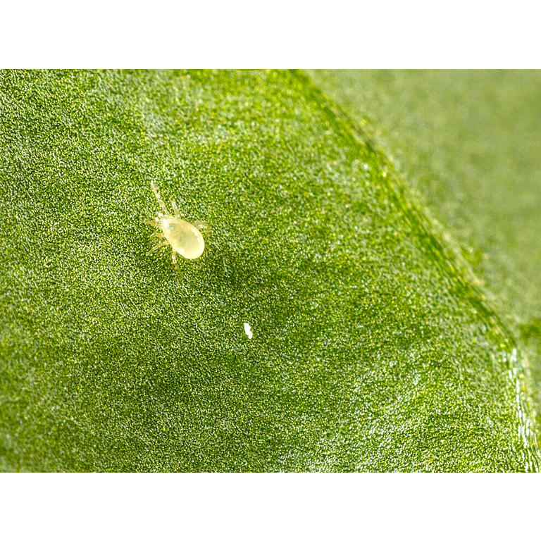 Amblyseius andersoni Sachets (As Seen On TV!) - Cold Tolerant Predatory Mites - Use Against Thrips, Spider Mites, Fuchsia Gall Mites, Whitefly Eggs & More