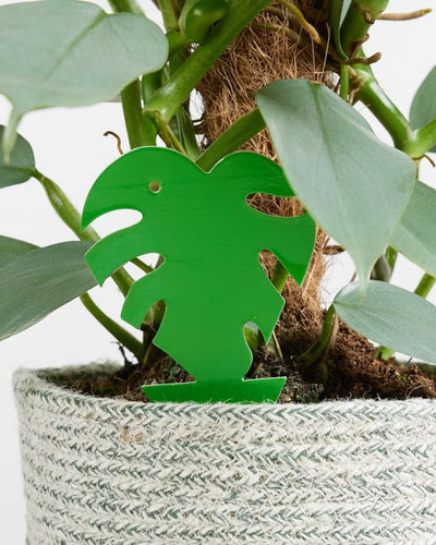 Dragonfli Mini Monstera Leaf Green Sticky Traps (Pack Of 5)