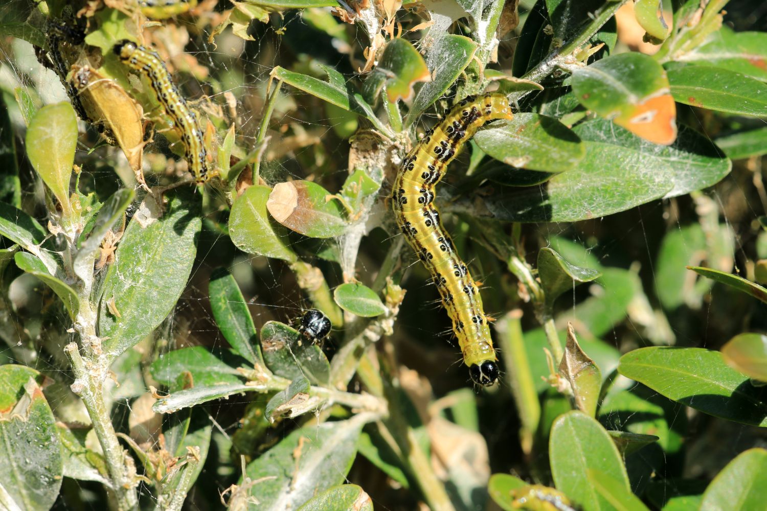 Small Garden Box Tree Caterpillar Killer Nematodes