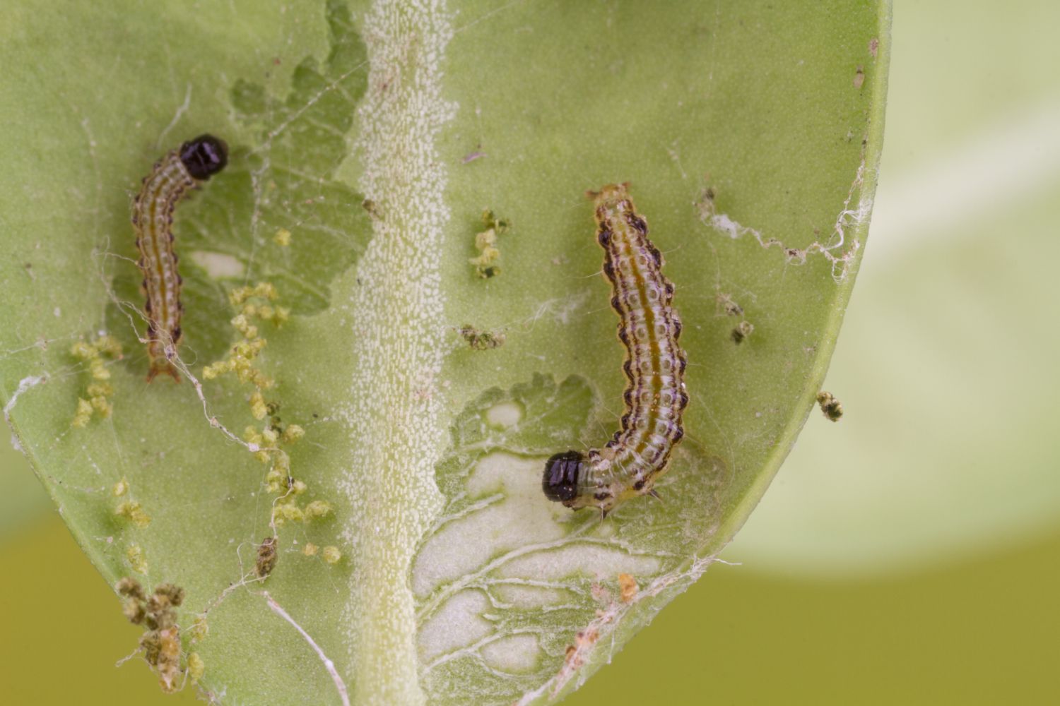 Small Garden Box Tree Caterpillar Killer Nematodes