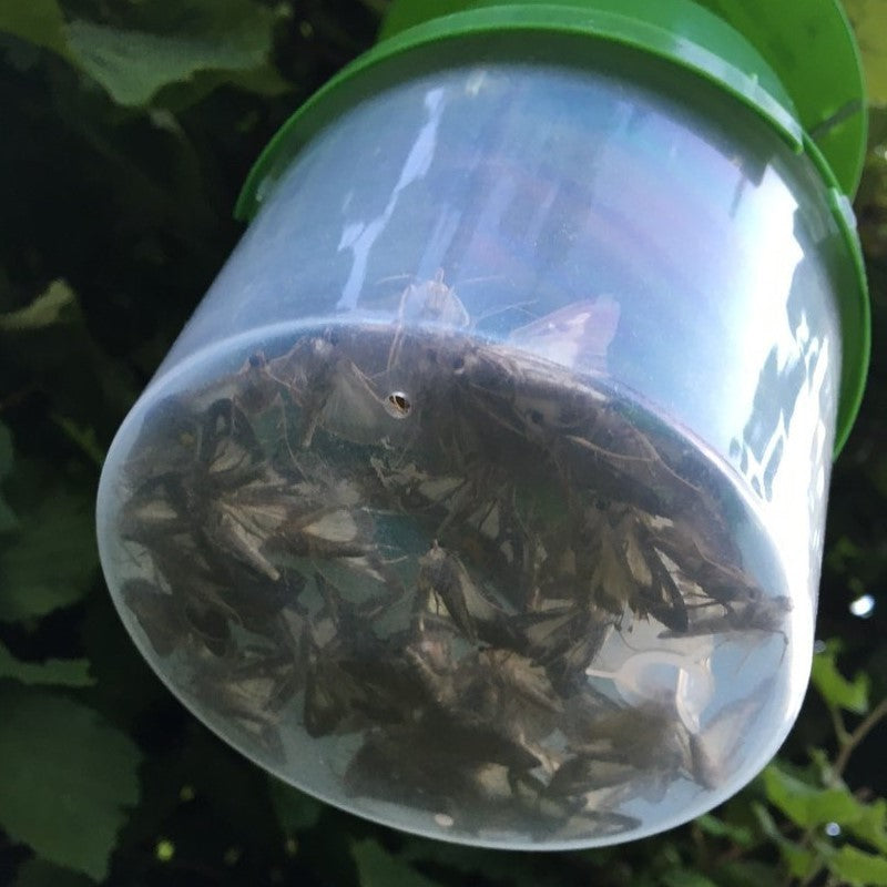 Box Tree Insecticide Box Tree Caterpillar Nematodes & Box Tree Moth Trap Bundle - Dragonfli